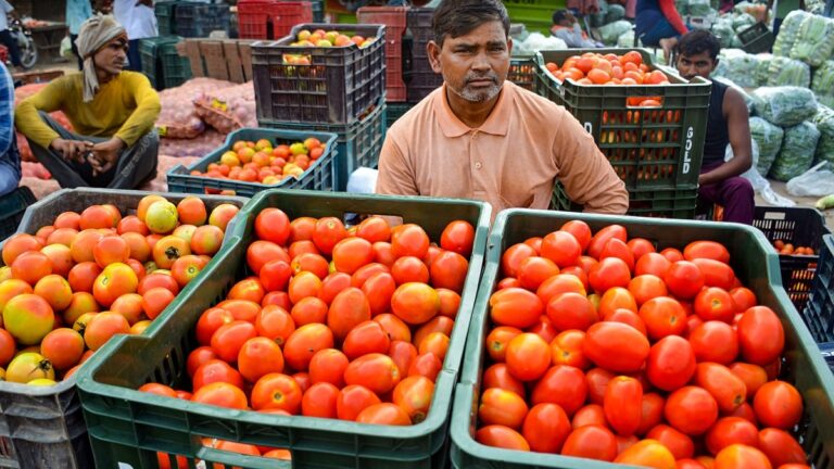 Tomato Price Hike: तीन सप्ताह तक खराब नहीं होती हैं टमाटर की ये दो किस्में, ICAR का दावा, जानें डिटेल्स