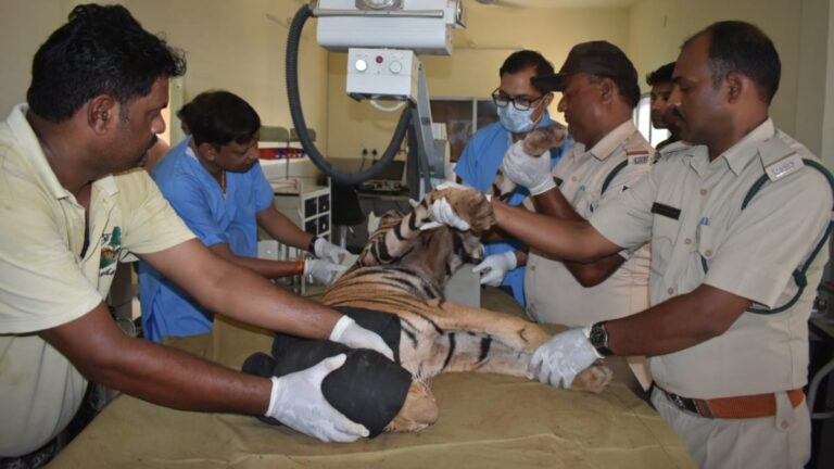 ट्रेन की चपेट में आए दो शावकों की हालत गंभीर, रीढ़ की हड्डी टूटी, 5 डॉक्टर्स की टीम इलाज में लगी
